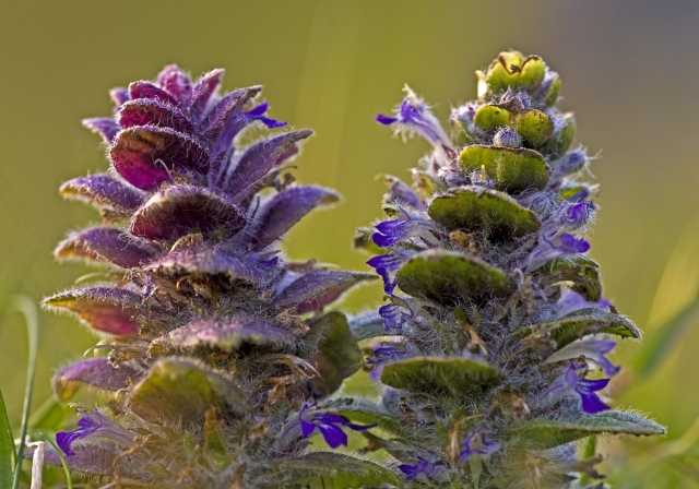 Pyramidal Bugle (Tom McDonnell)